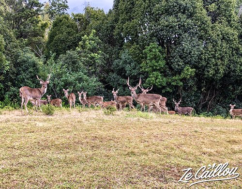 1-safari-photo-cerfs-reunion-sainte-marie