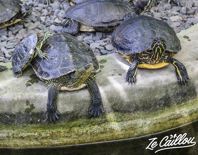 1-visite-jardin-tortues-reunion-marine