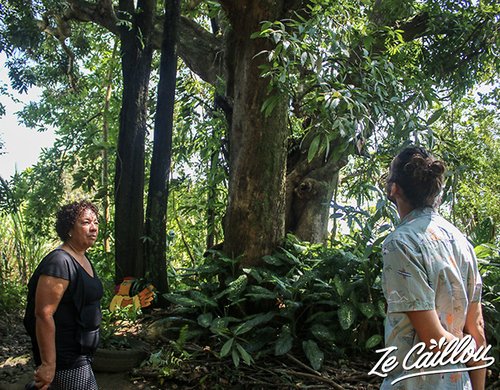 3-domaine-de-coco-visite-agro-touristique-manguier