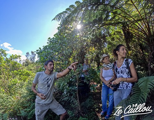 3-visite-foret-du-rempart-grand-coude