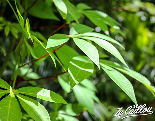 3-visite-plantation-vanille-ste-rose-manioc