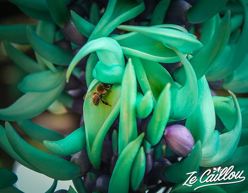 4-mascarin-jardin-botanique-liane-de-jade