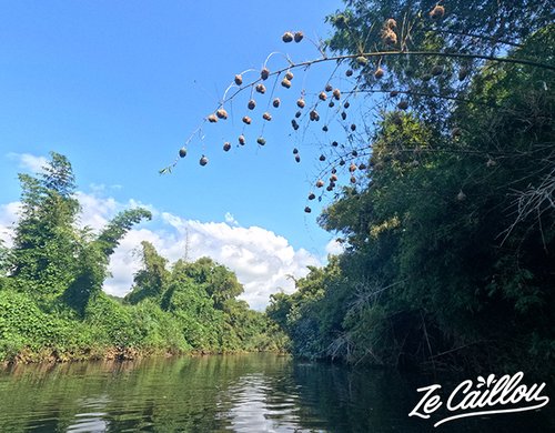 5-nids-bellier-kayak-riviere-sainte-suzanne