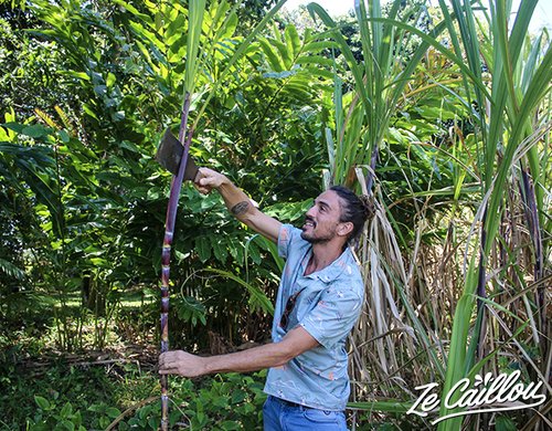 6-domaine-de-coco-visite-zecaillou-coupe-canne-sabre