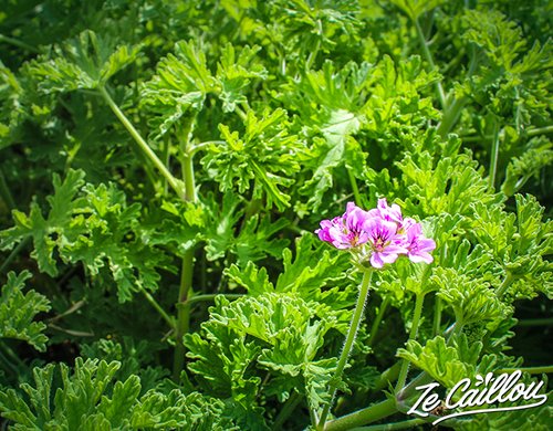 6-fontaine-aromatique-geranium