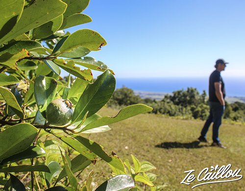 6-safari-photo-cerfs-reunion-goyaviers-sainte-marie