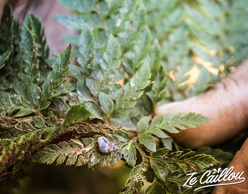 7-foret-du-rempart-escargot-chapeau-chinois