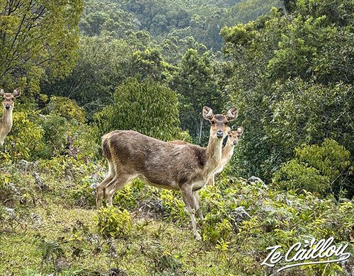 7-safari-photo-cerfs-sauvages-reunion-sainte-marie