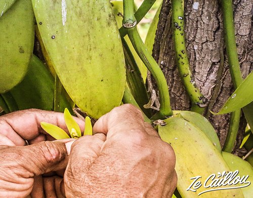 7-visite-plantation-vanille-pollinisation-fleur