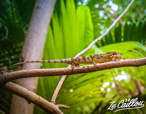 9-jardin-deden-cameleon-lendormi-reunion